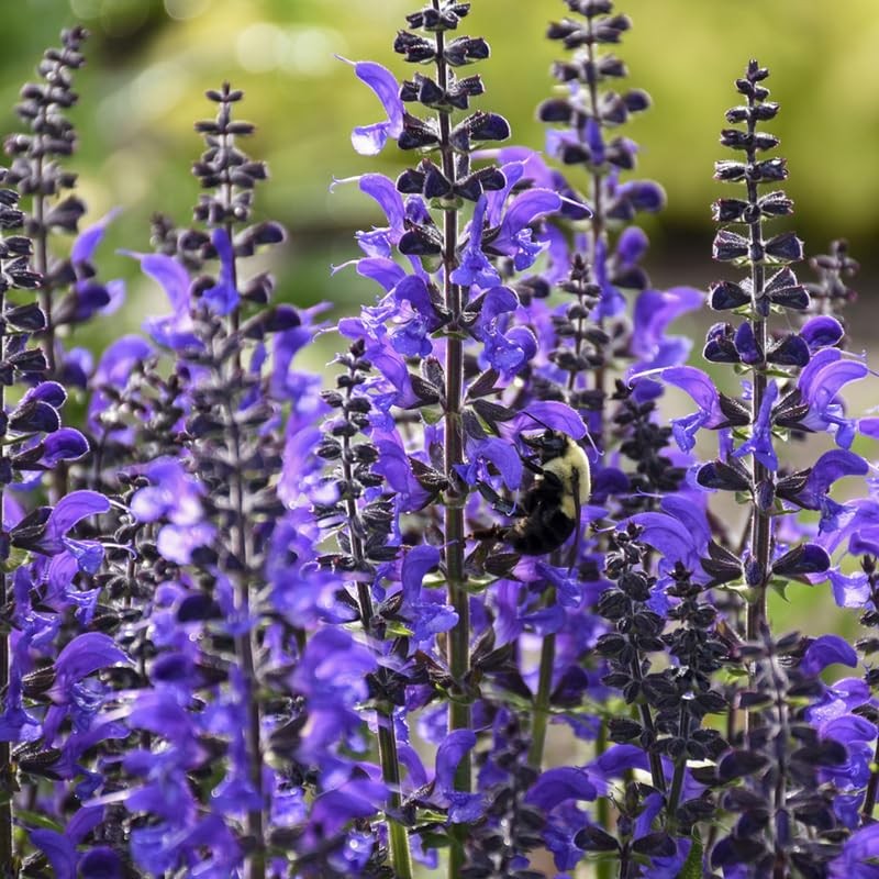 3 Sage Salvia Plants Live, Perennial Flowering Bushes, Light Purple Blooms