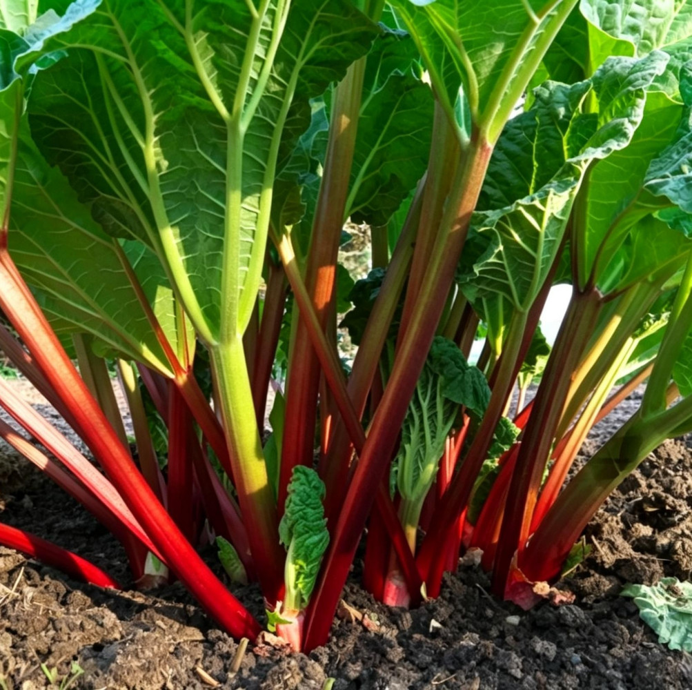 Rhubarb Glaskins Perpetual Seed – Heirloom Vegetable Prolific Harvest Pollinated