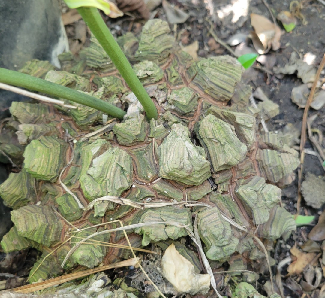 Hard to FIND -25 Dioscorea mexicana fresh seed. june 2026 tortoise shell vine