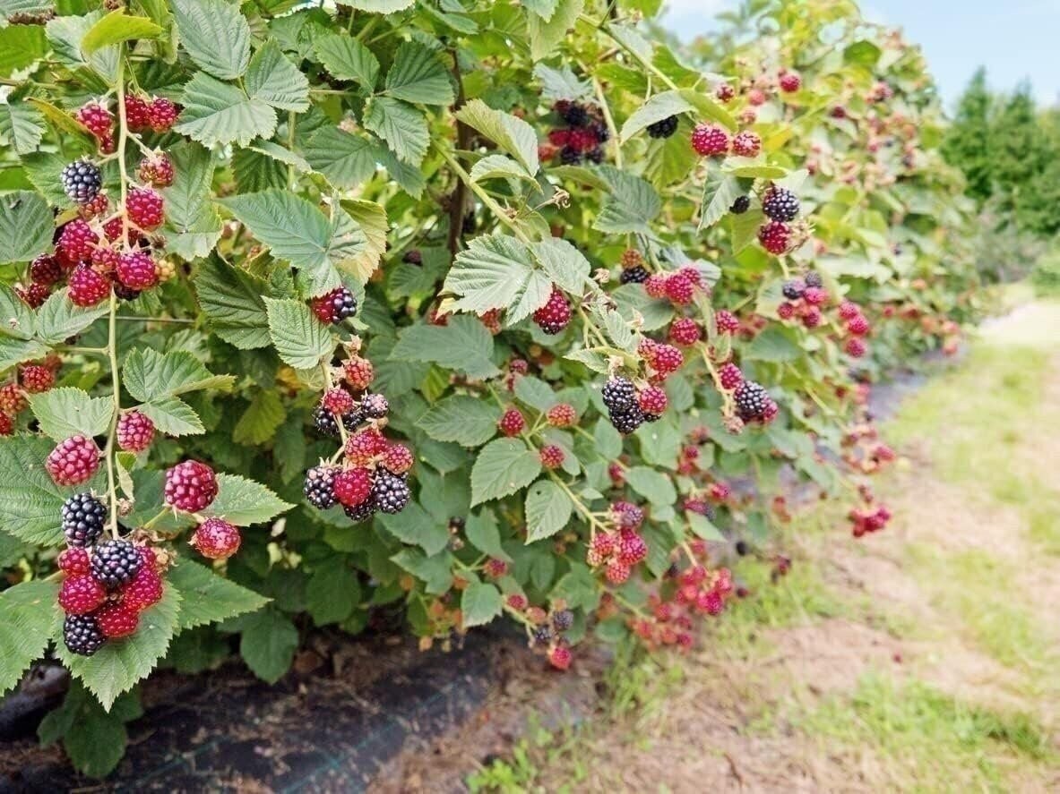 Blackberry Plant – 4 Live Starter Plants – Rubus – Fruit Trees for The Patio…