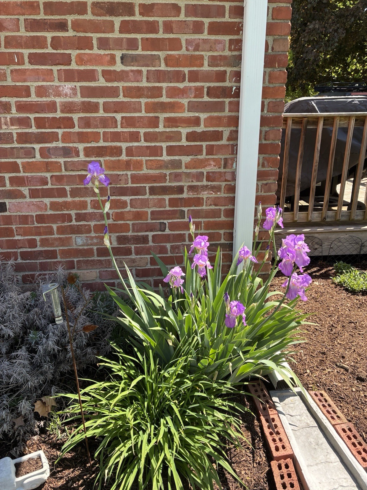 Tall Bearded Iris Rhizome, Light Purple.