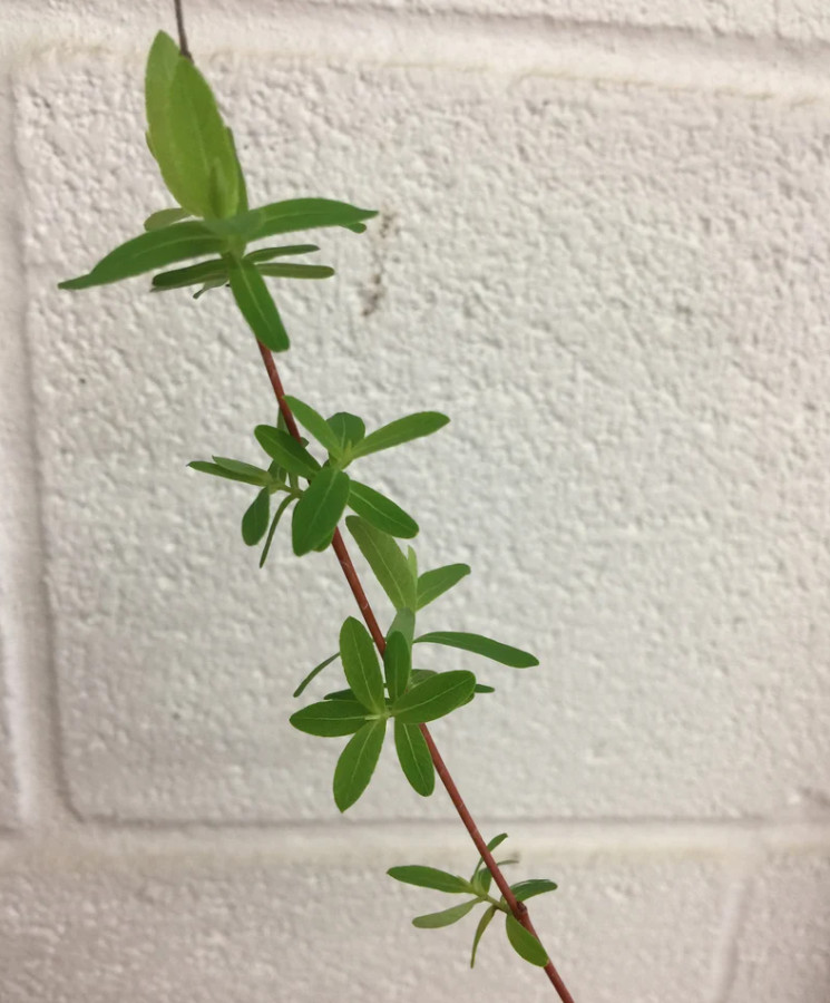 Japanese Dappled Nishiki Willow – Live Shrub/Tree in 4-Inch Pot (8–12″ Tall)