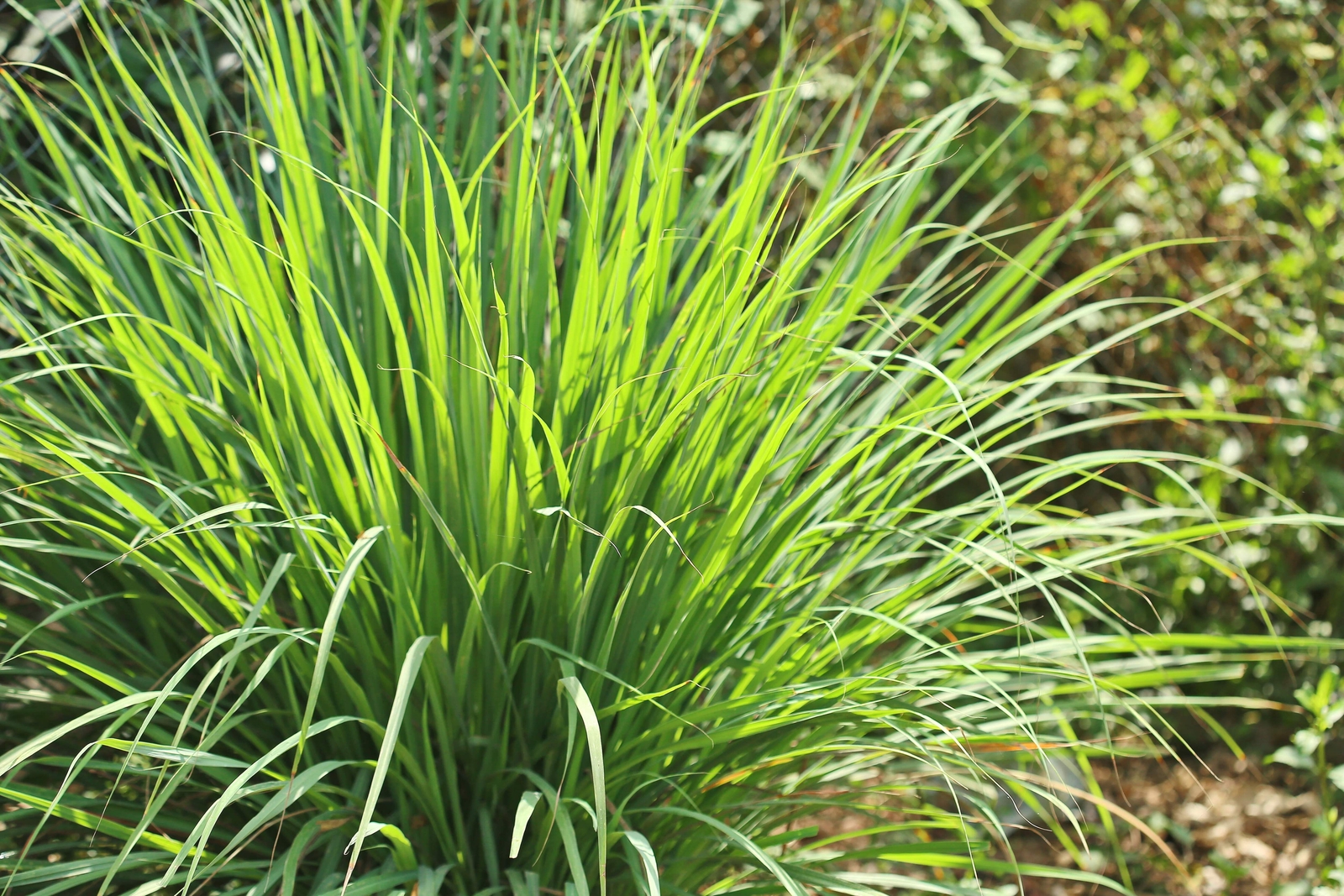 100 LEMONGRASS Lemon Grass Herb Vegetable Ornamental Cymbopogon Flexuosus Seeds