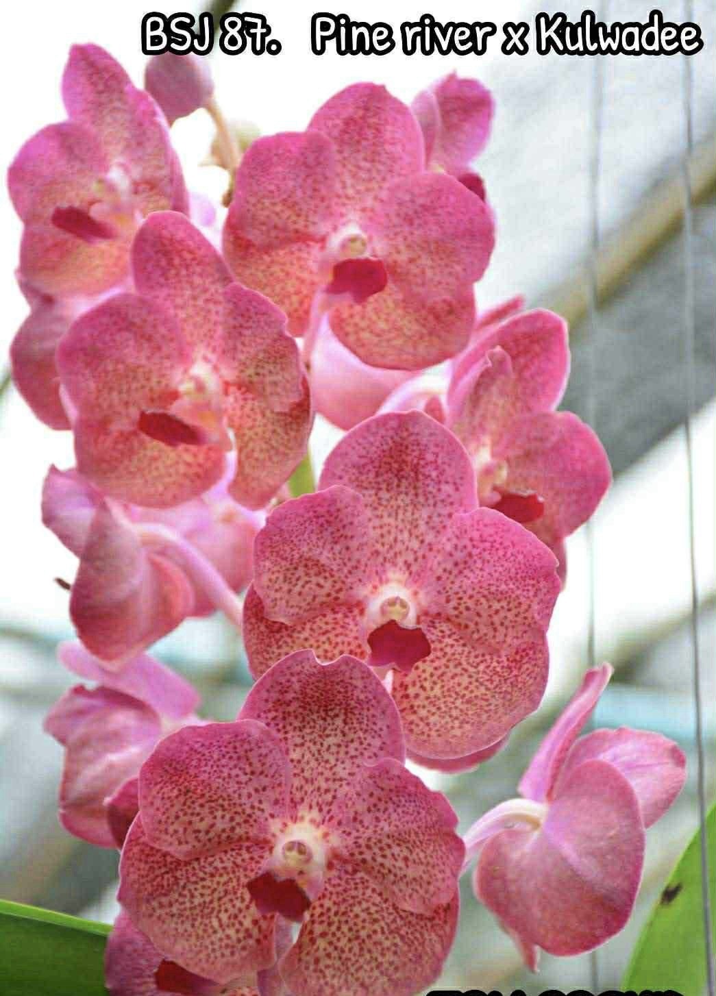 4 Different Vanda Seedling Package, Orchids See Description Hybrids