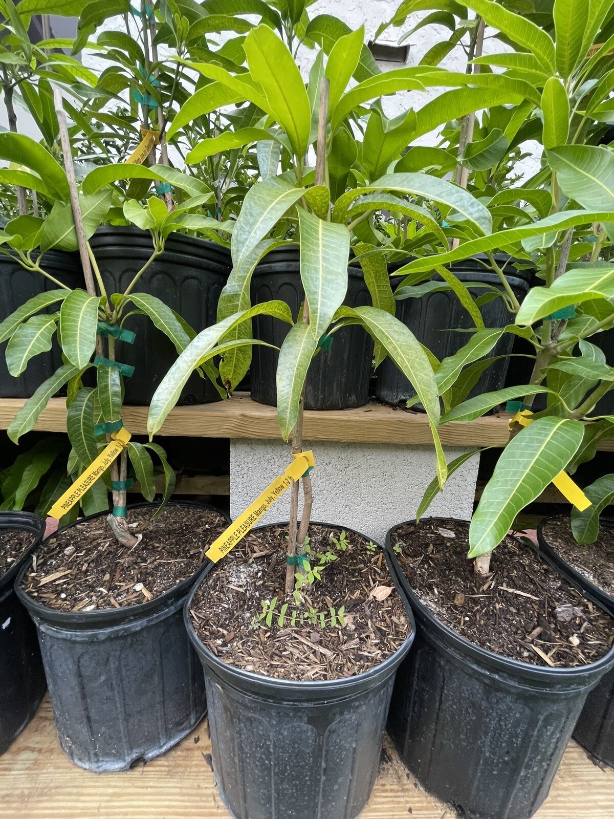 Grafted Zill Mango & Avocado 3 Gallon Trees Over 100 Varieties Coconut Cream M4