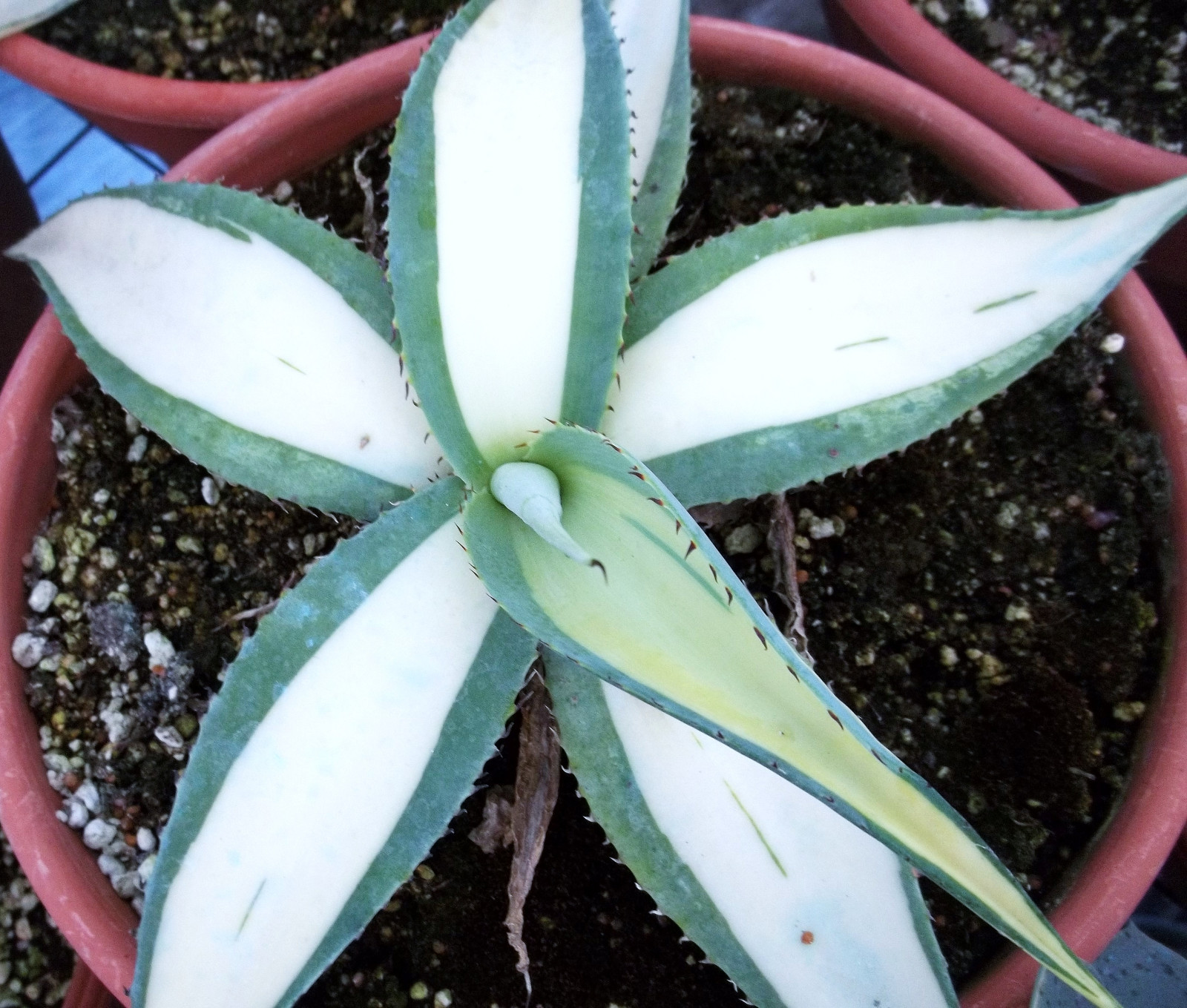 AGAVE GUIENGOLA mediopicta alba good variegated VERY RARE variegata plant 4″ pot