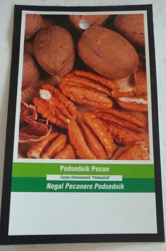 PODSEDNIK PECAN TREE Shade Trees Healthy Plant Large Pecans Nuts Wood Garden