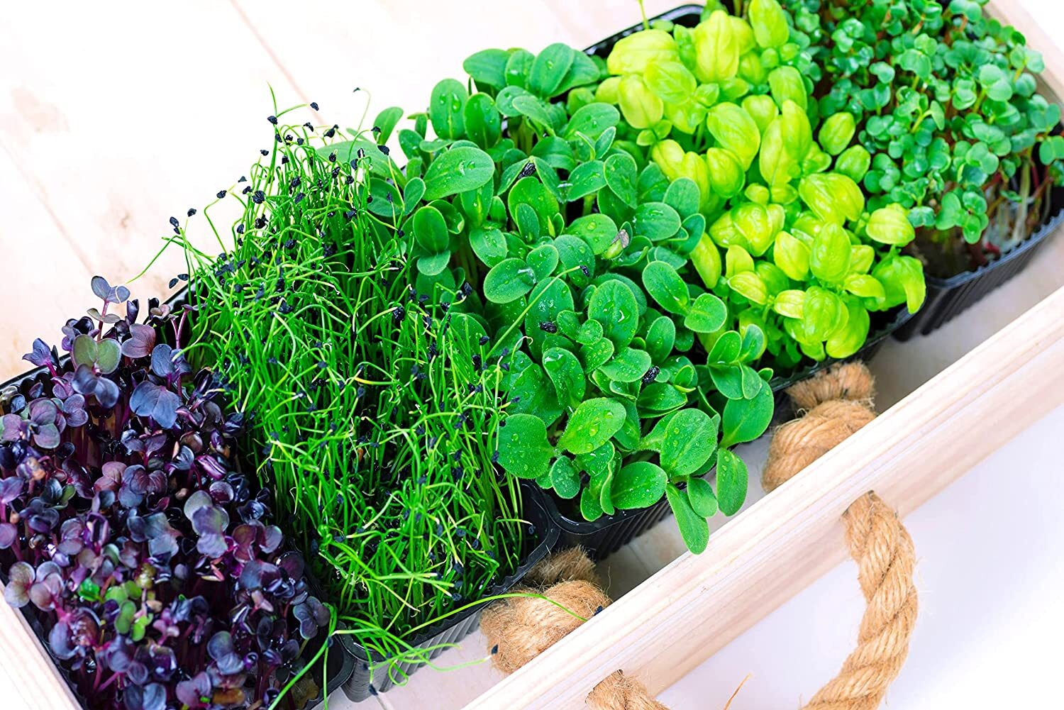 Microgreens Mix – Basil, Onion, Radish, Alfalfa, Wheatgrass – 5 of The Best