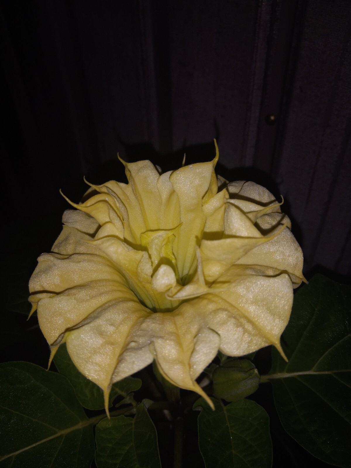 Datura Ballerina Double Triple Yellow | Devil’s Trumpet Flowers | 15 SEEDS