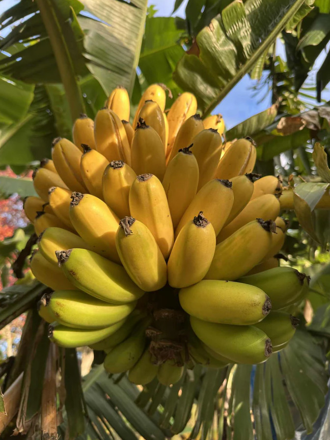 Live Mona Lisa Banana Plants – Dwarf Tropical Banana – 4–6″ Tall – Ships No Pot