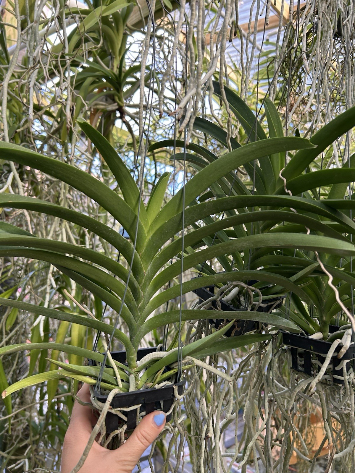 Vanda Suwannaphum Butterfly , Blooming Size Yellow Red Spotted Orchid