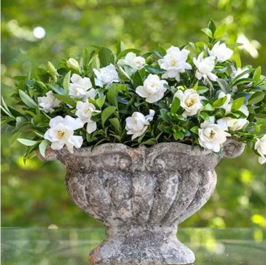 Live Gardenia with White Fragrant Blooms 2.5 qt Evergreen Shrub Garden Plant