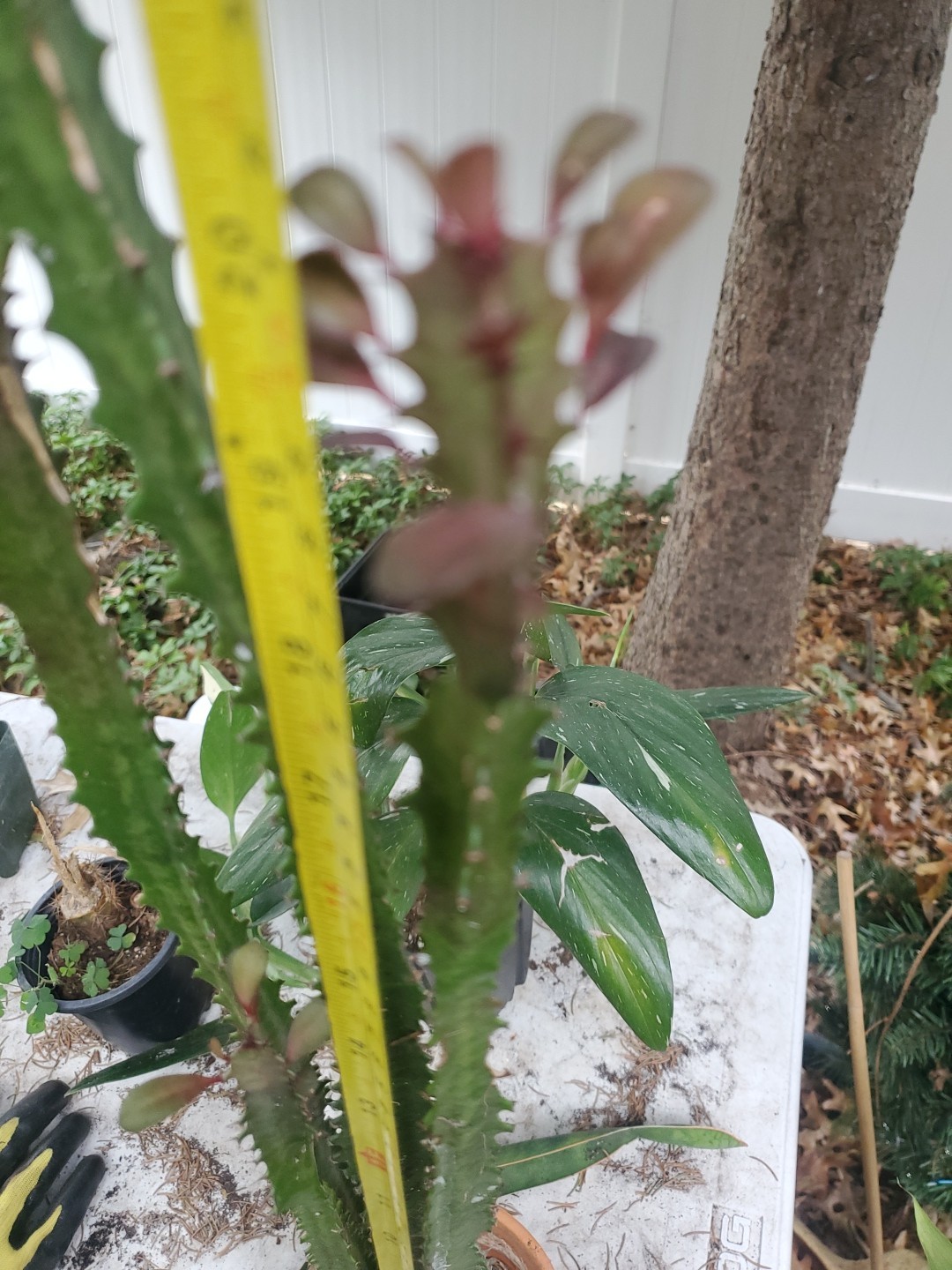 4 pack 12″ – 28″ Tall Red Euphorbia Trigona Red Live Succulent Cactus