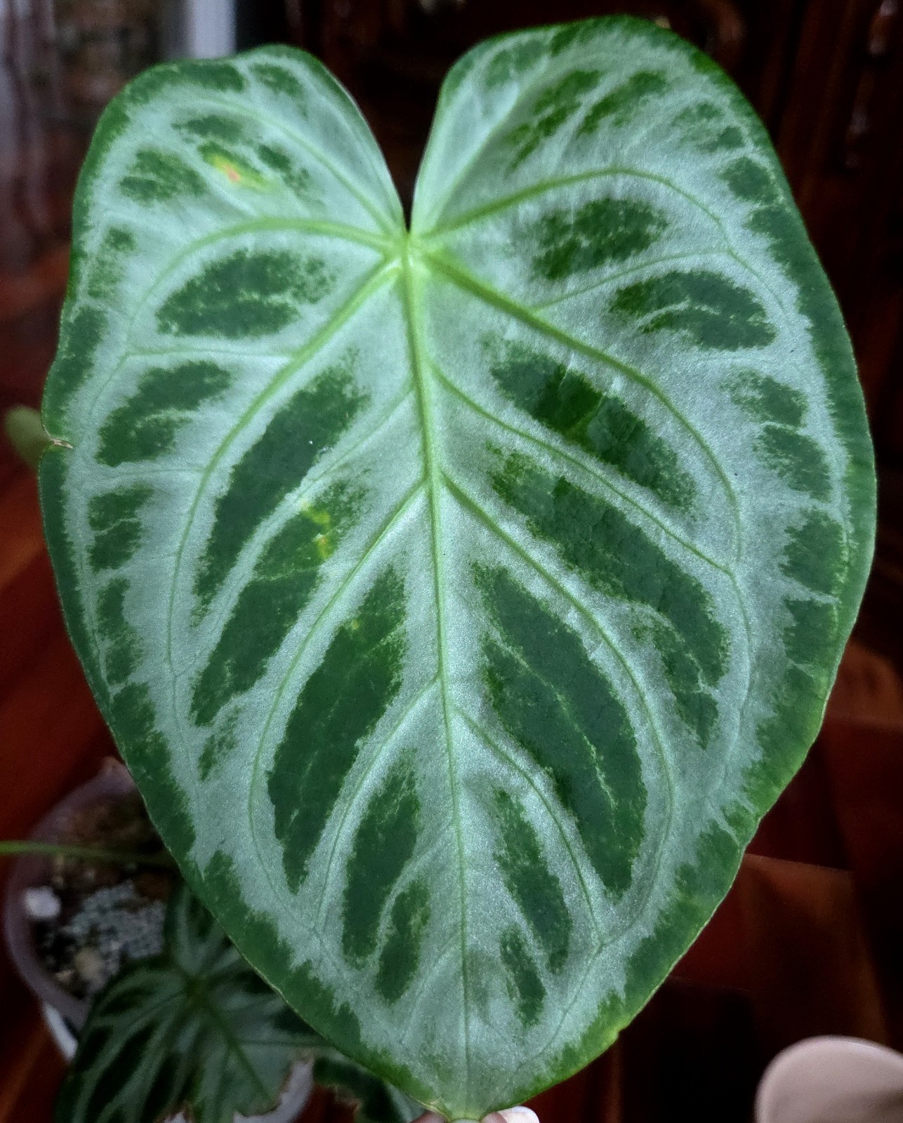 Rare XL Anthurium Dorayaki X Silver Blush 21″ Tall Not Philodendron Monstera