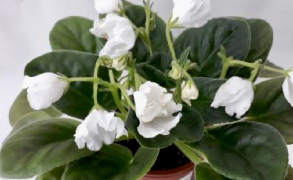 African Violet Plant RM Belyj Tulpan/white tulip Starter