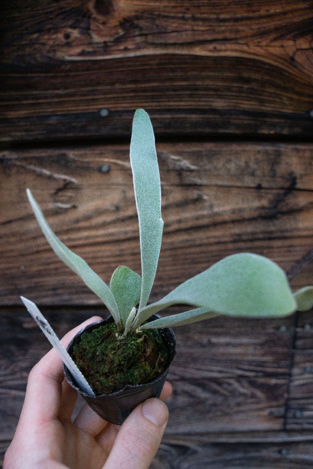 Platycerium veitchii Auburn River cv. ‘Flame’