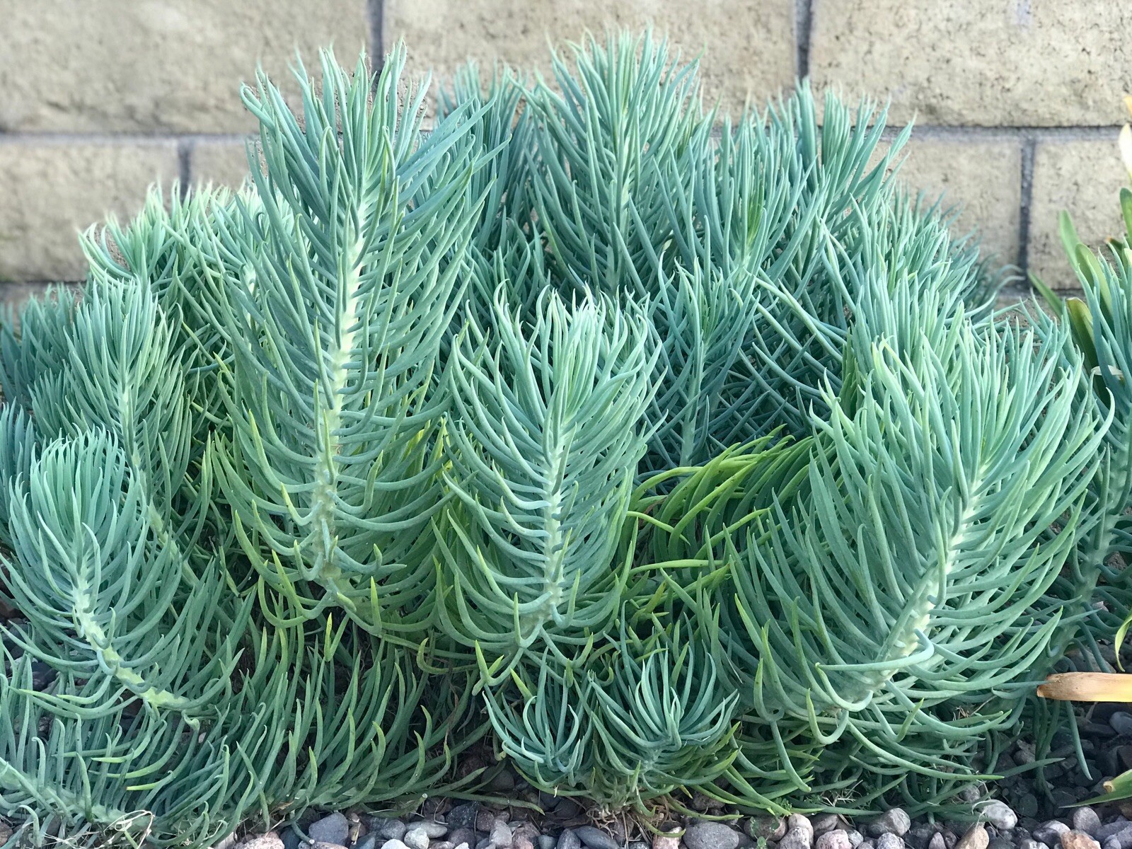 3X Senecio Mandraliscae Blue Chalk Sticks Live Succulent Plant Cuttings 5″ Long