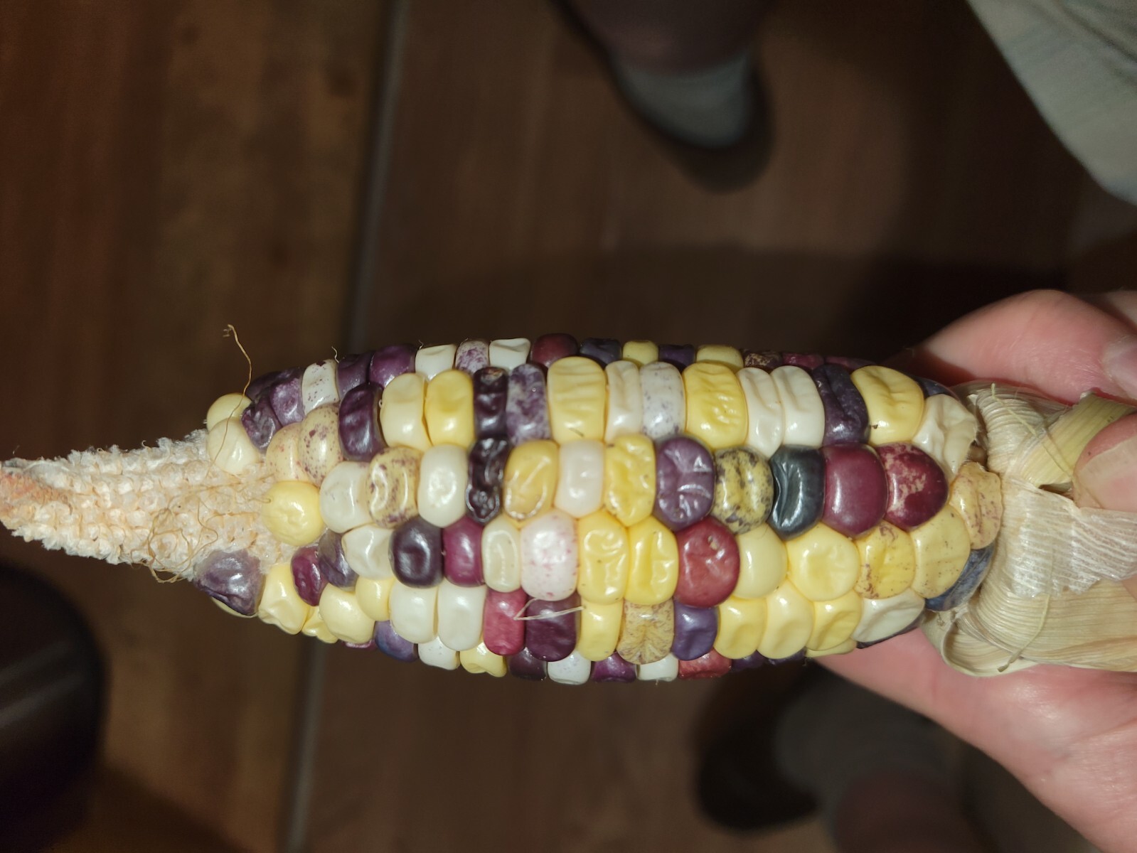35+ ORGANIC Sweet Corn seeds Festivity USA-Grown NC. multicolor. Colored. Indian