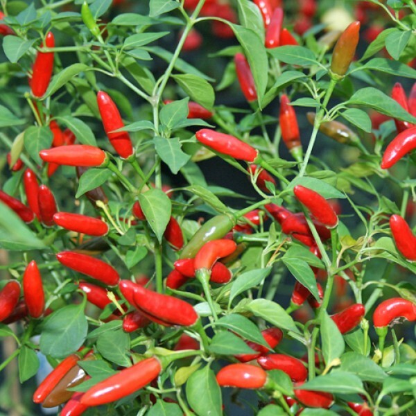 Pequin Chili Pepper Seeds 50+ HOT Piquin Bird Pepper Spicy NON-GMO USA FREE S&H