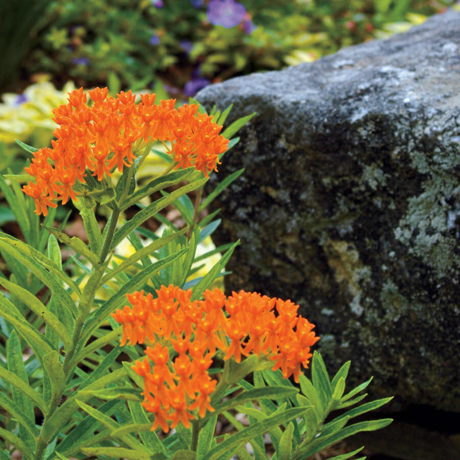 1,000 seeds of Orange Butterfly Weed, Milkweed aka Asclepias tuberose