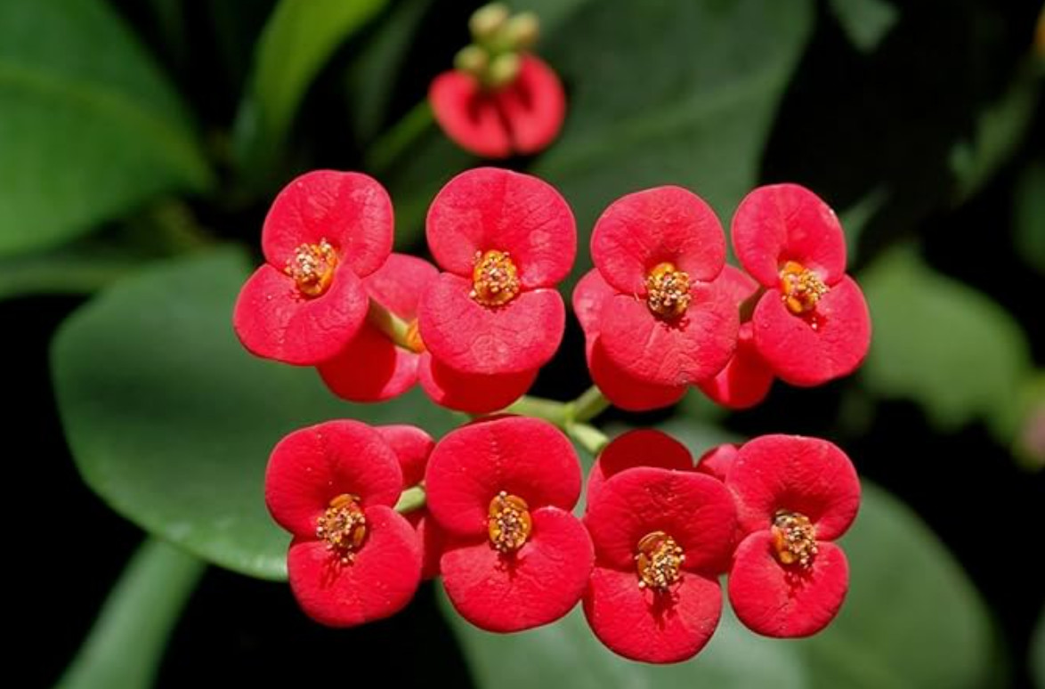 Red Crown of Thorns – Euphorbia milii ‘Floral Red’ – Live Plant in 2″ Pot