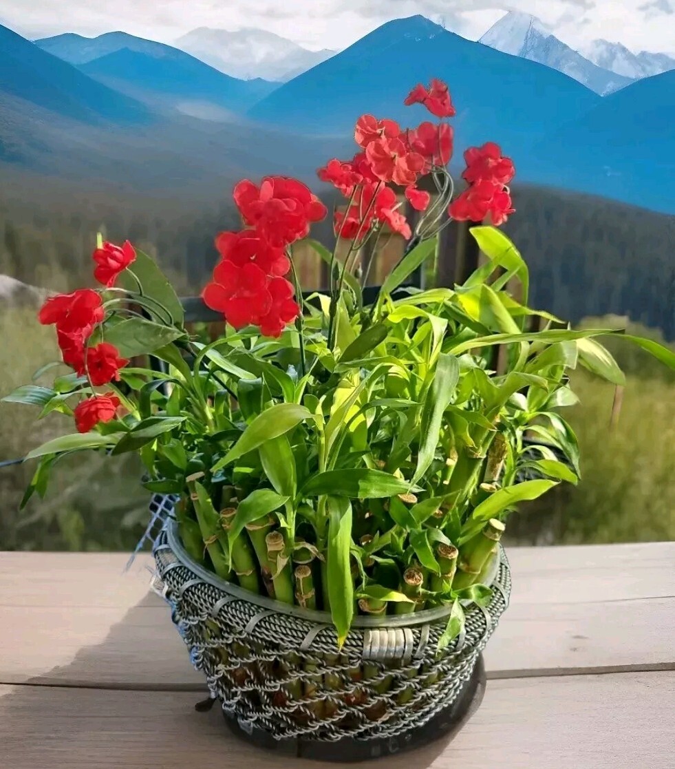 6 Lucky Bamboo Stalks 4″, 6″, 8″ FREE Butterfly Stake Perennial, GIFT, Rooted