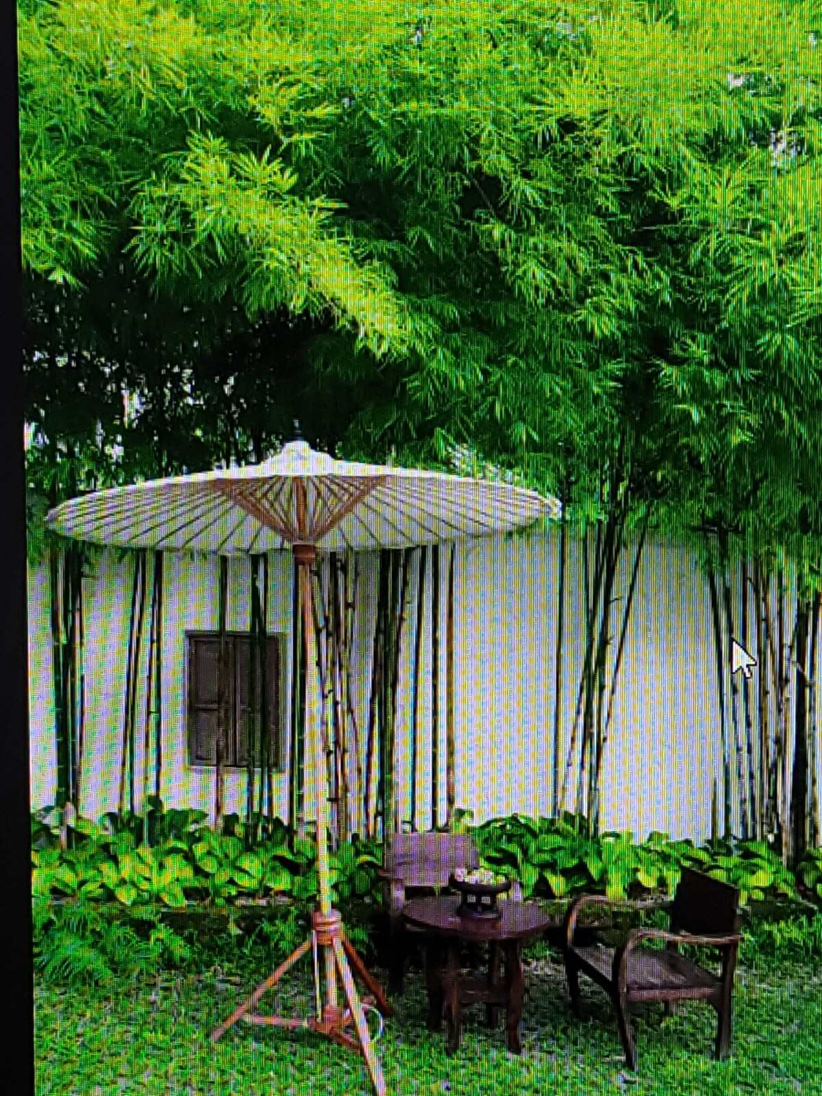1 FRESH Black Bamboo 黑紫竹 Phyl Nigra Rhizome, Best Landscape Border Hedge $19.99