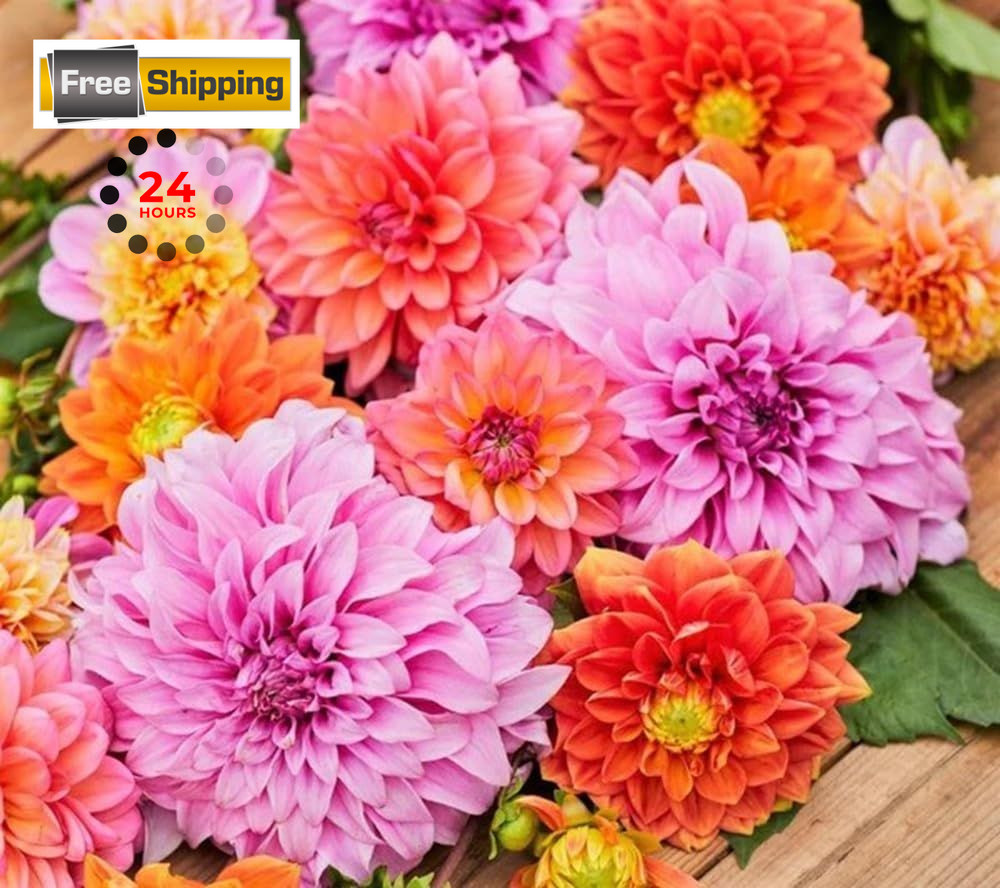 Zinnia Seeds, Giant Dahlia Orange,Pink,Purple,Red,Violet,White,Yellow