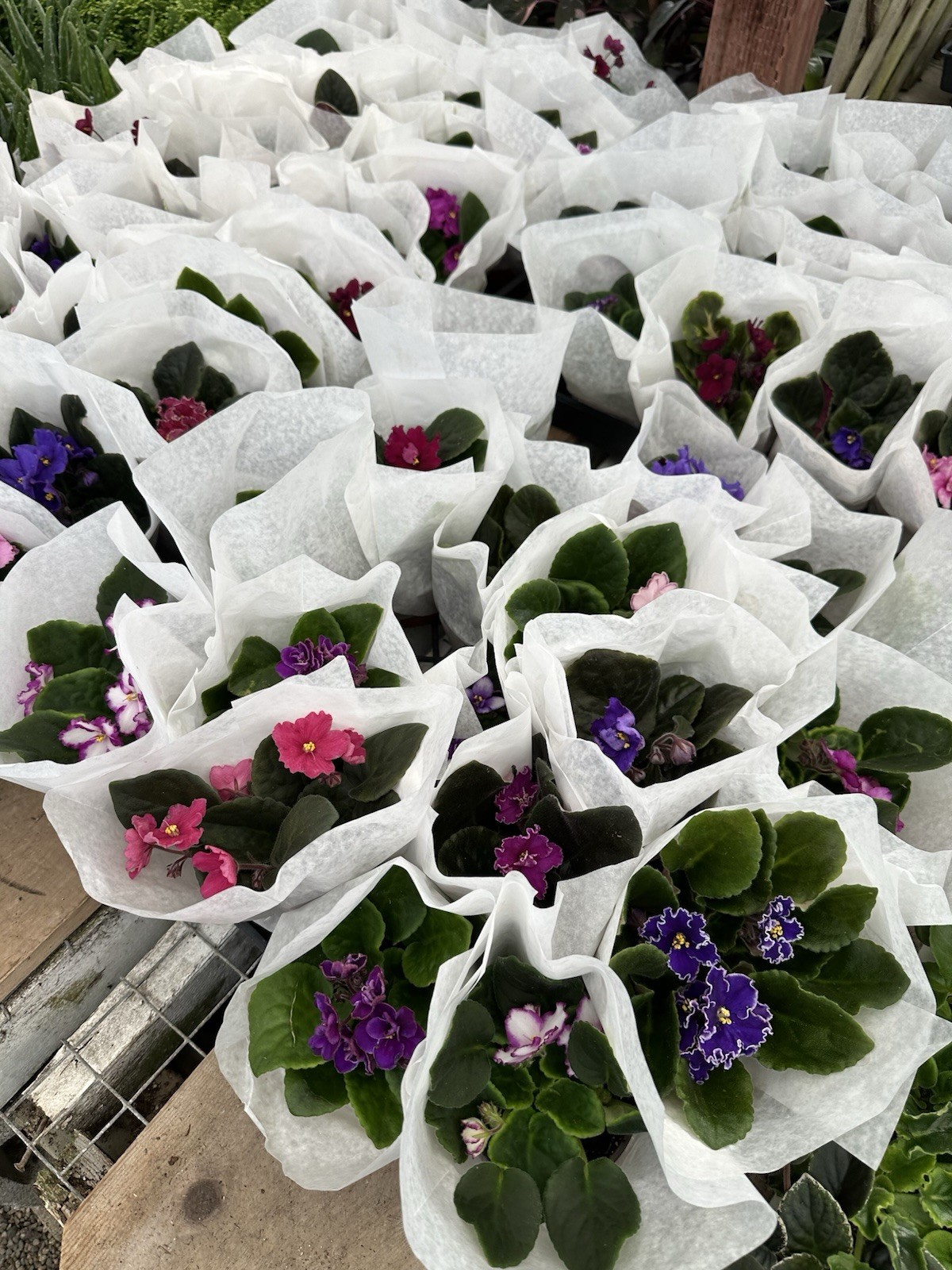 African Violet Plant 4” Live Plant Flower Starter Pot