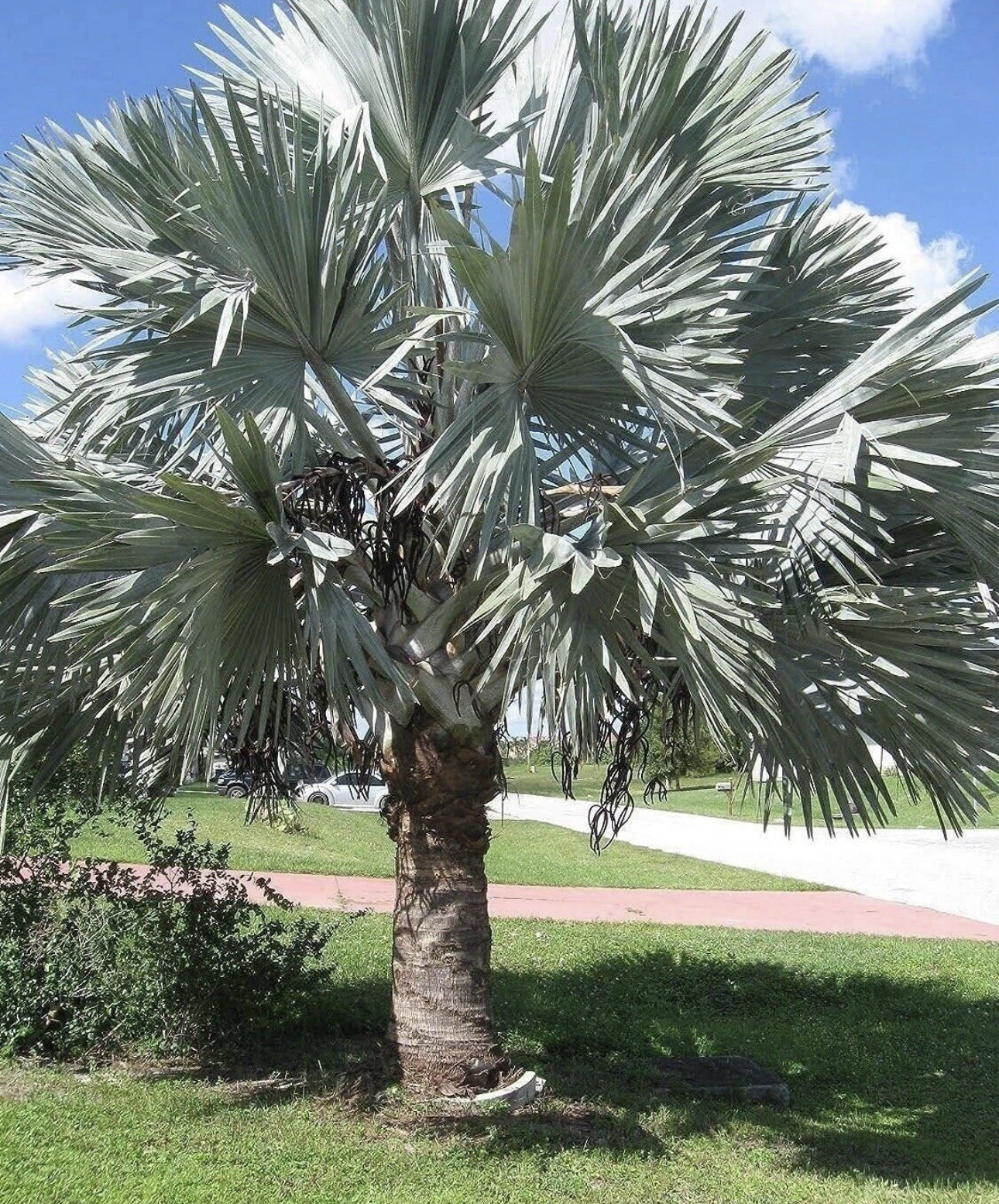 Silver Bismarck Palm – Live Plant in a 5 Gallon Growers Pot – Bismarckia Nobilis