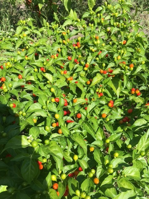 15 WIRI WIRI PEPPER SEEDS ULTRA RARE HOT 2023 – HARD TO FIND – NICE PLANTS !!