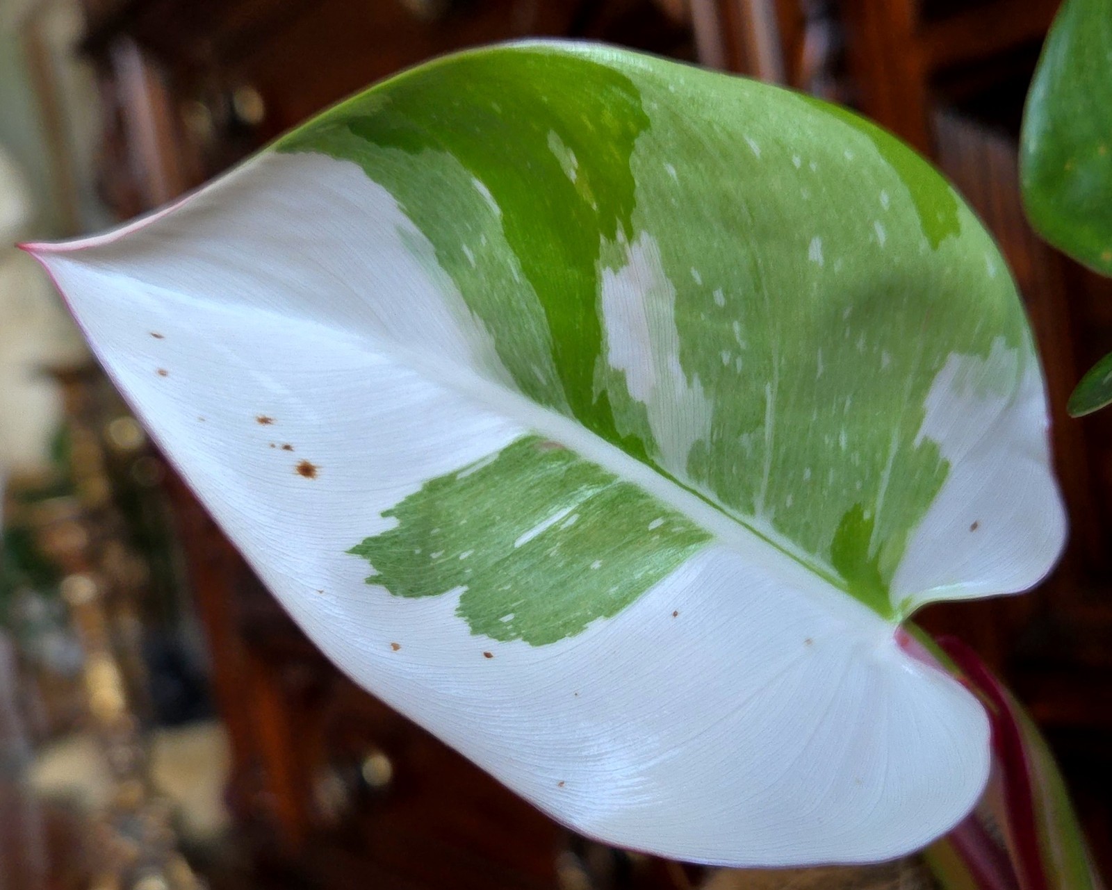 Rare Philodendron White Princess Tricolor 25″ Tall w/ Pups Not Aroid Anthurium