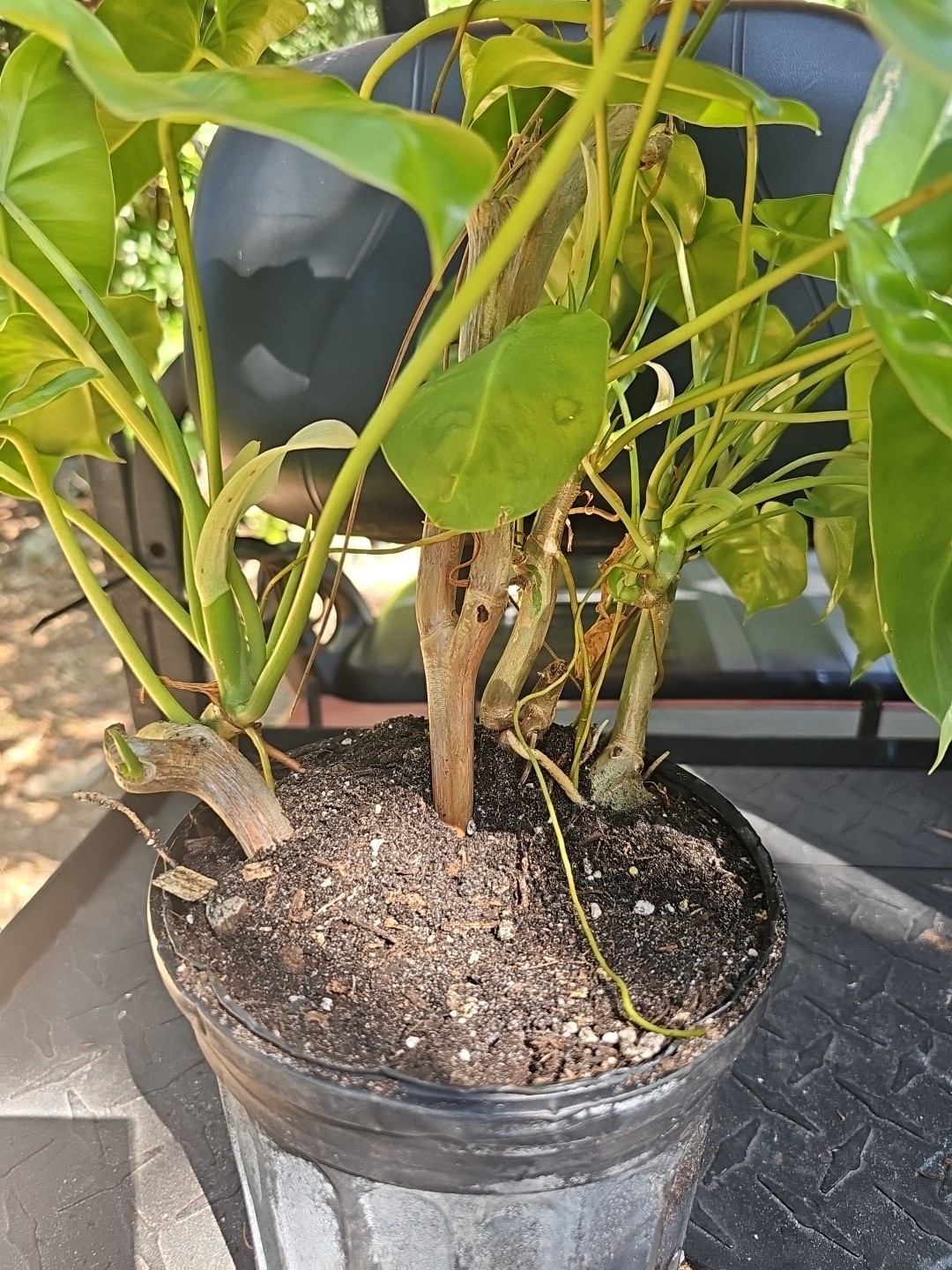 XL Philodendron Burle Marx Live Plant Green Leaf rooted multi grow