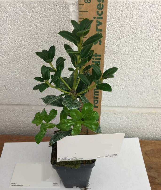 Dwarf Burford Holly Live Plant – 6-12″ Tall – 4″ Pot – Ilex Shrub – Zones 5-9