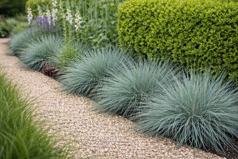 Blue Fescue ‘Elijah Blue’ Ornamental Grass Live Starter Plant Border Perennial