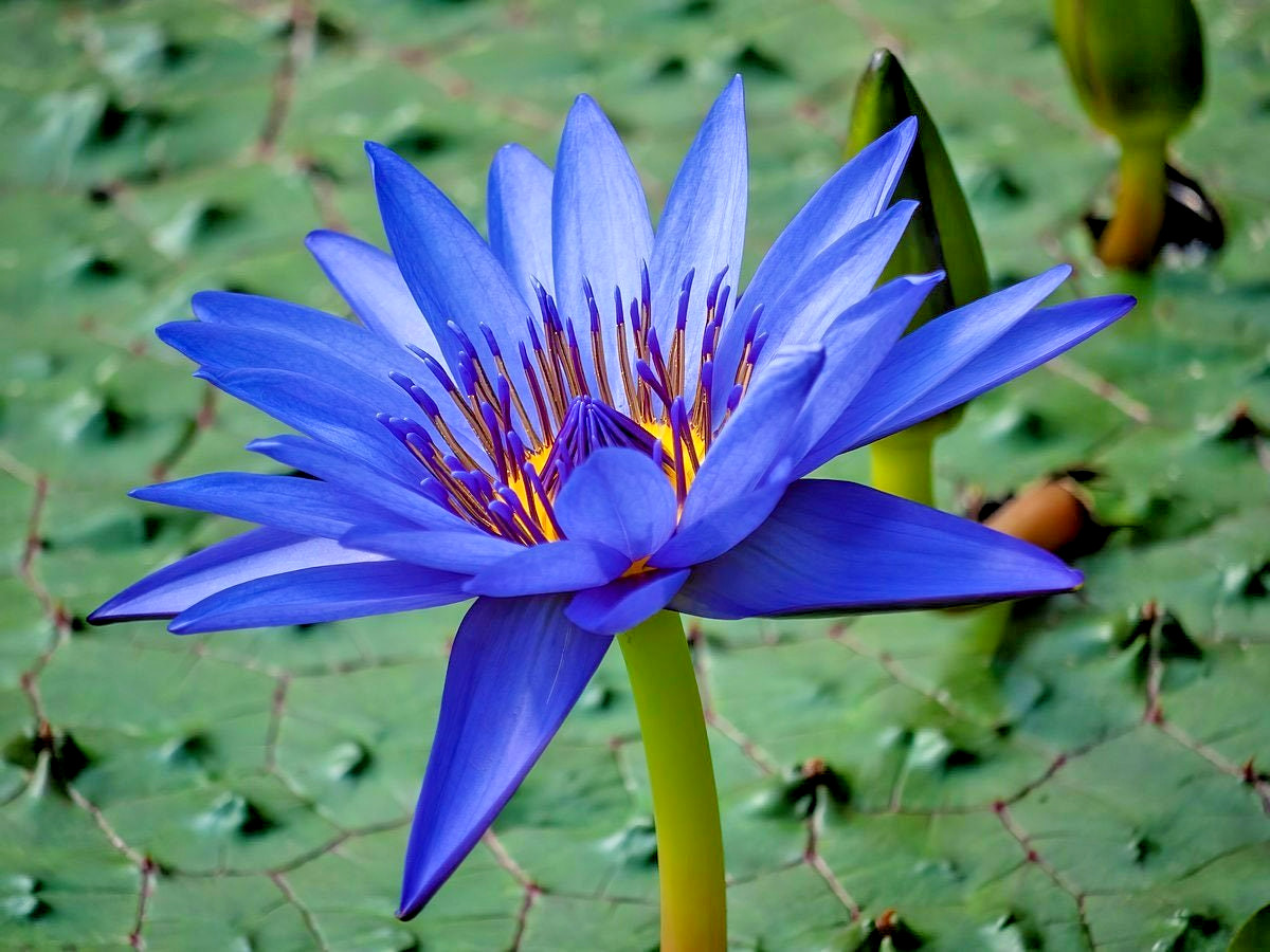 10 EGYPTIAN BLUE WATER LILY SEEDS – Nymphaea Caerulea