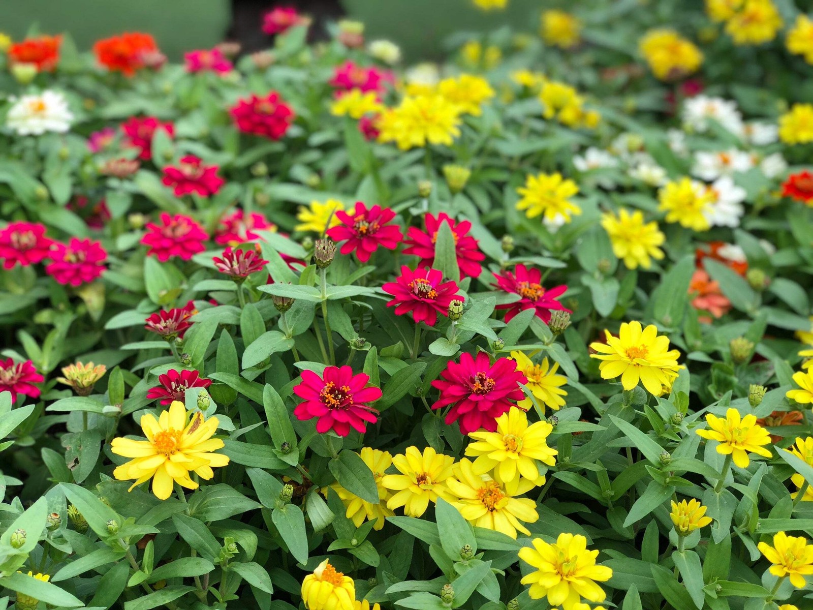 250 ORANGE CLASSIC ZINNIA Elegans (Narrow Leaf / Creeping Zinnia) Flower Seeds