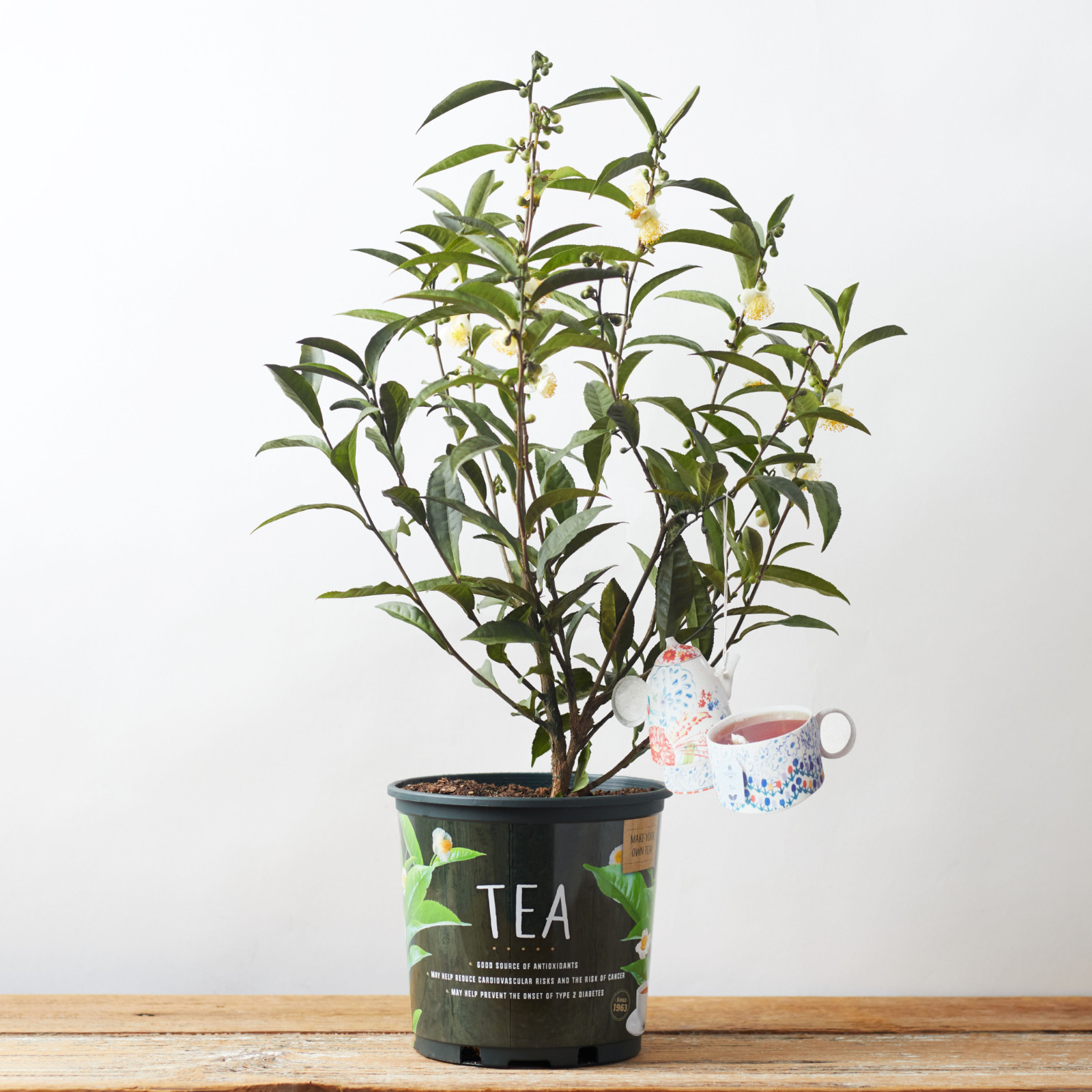 Assam Tea Plant (Camellia sinensis var. assamica) – Live Leaf Tea Tree