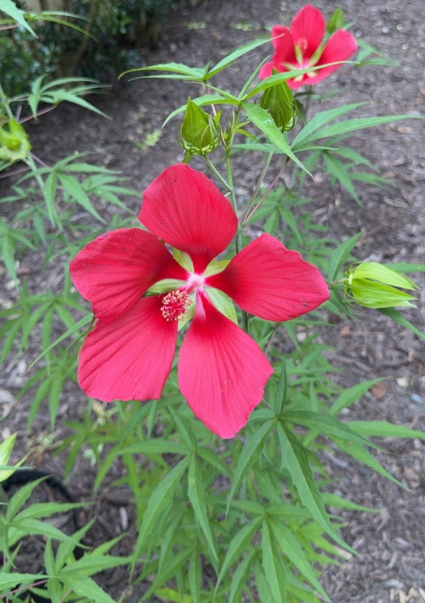 Texas Star Scarlet Red Rose Mallow Hardy Hibiscus Coccineus Native 15 SEEDS