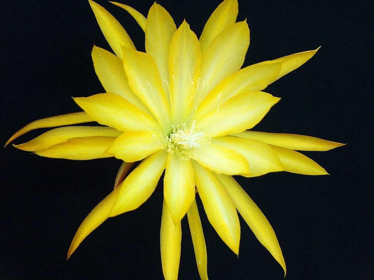 Epiphyllum, Orchid Cactus, ” ERNST ARGUS “, Don’s Quart pots JULY/1