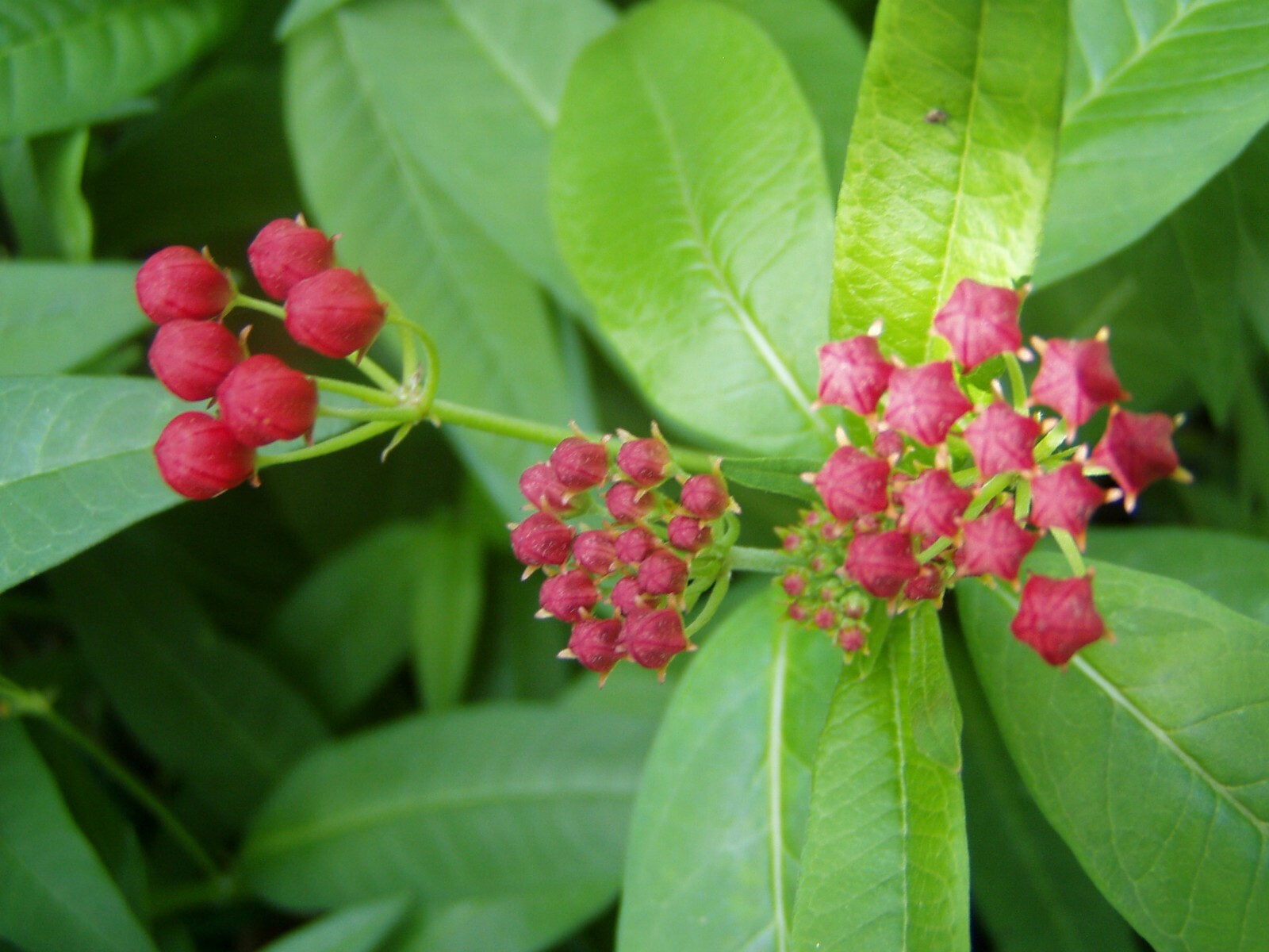 Asclepias curassavica Silky Deep Red Milkweed 10 seeds