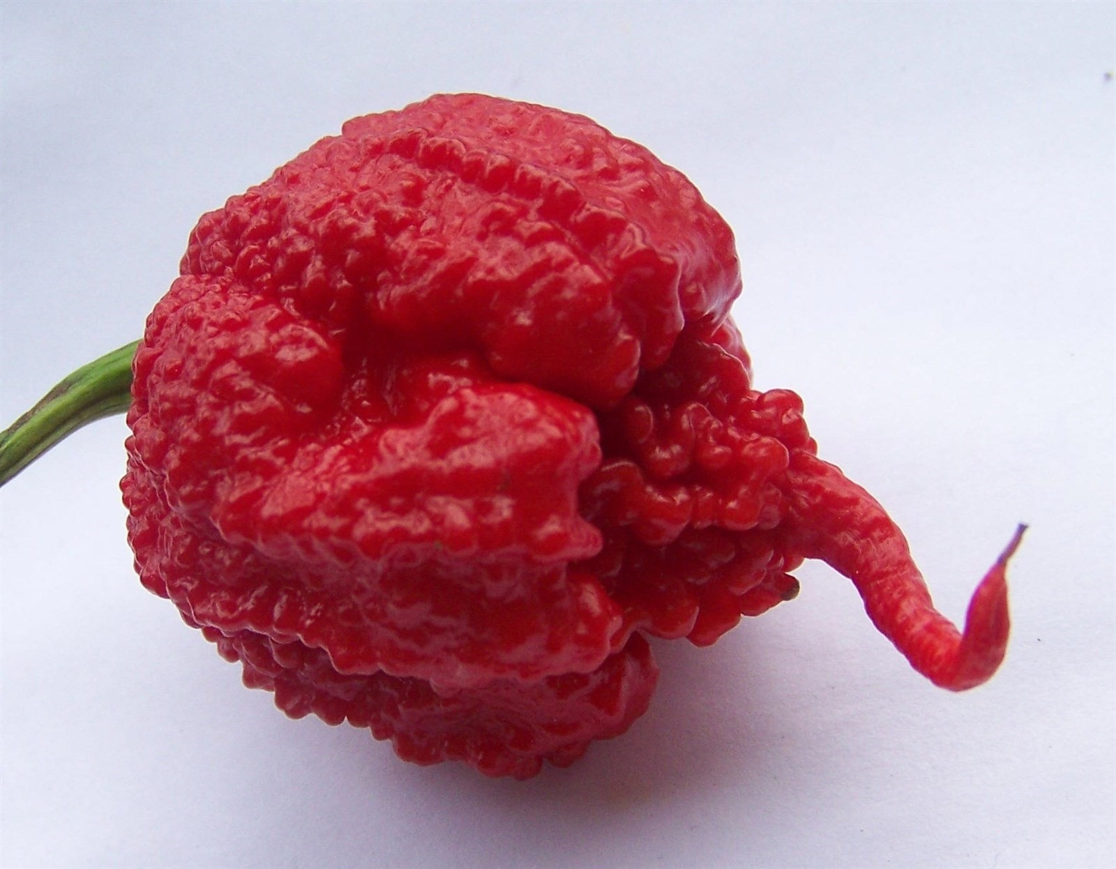 Worlds Hottest Carolina Reaper Pepper Seeds [10 Seeds] Rare HP22BNH 2.2mil SHU