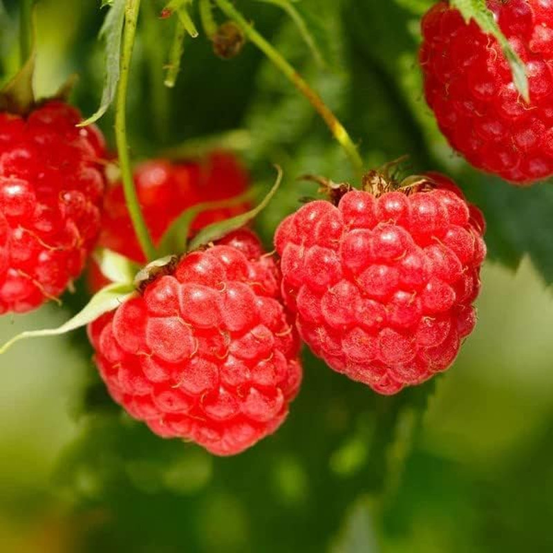 1000+ Mixed Fruit Seeds for Planting – Strawberry Raspberry Blueberry & Grape Se