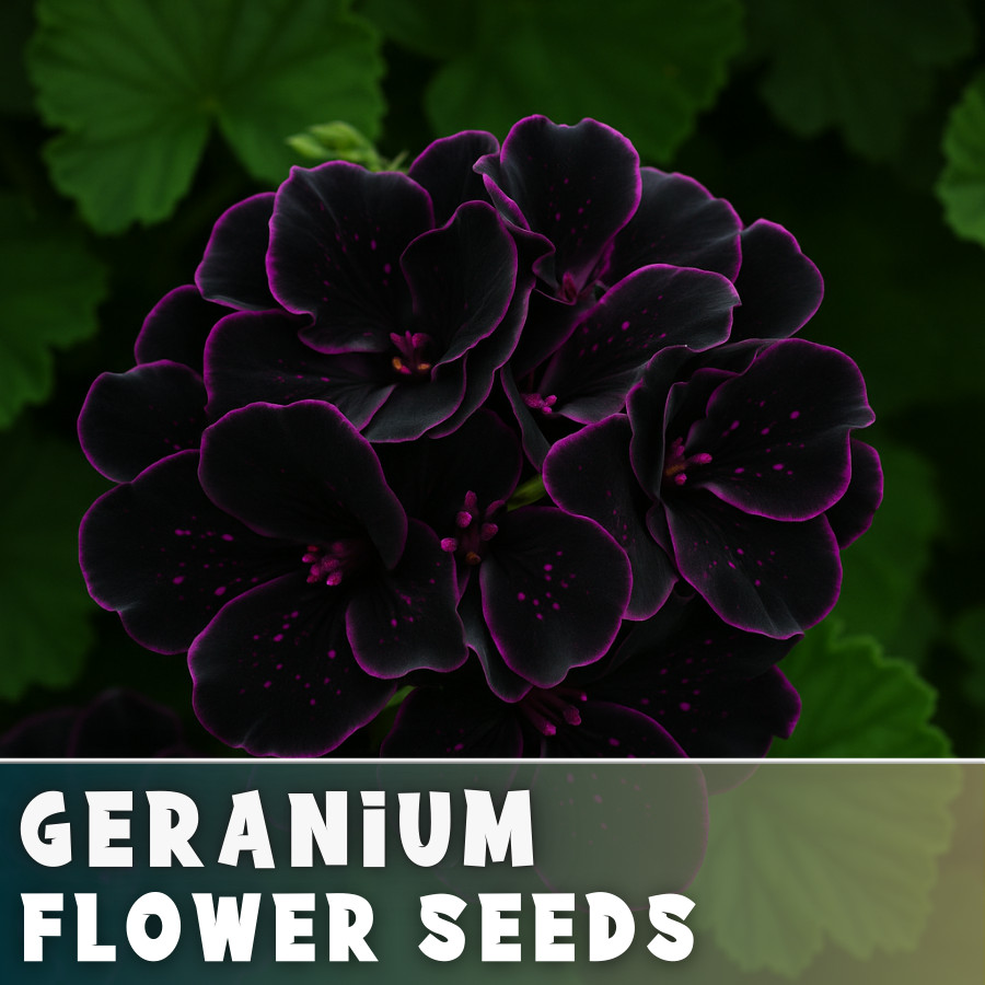 Packet Geranium Seeds -Fresh Harvest – Non GMO – Fragrant – 100 Seeds