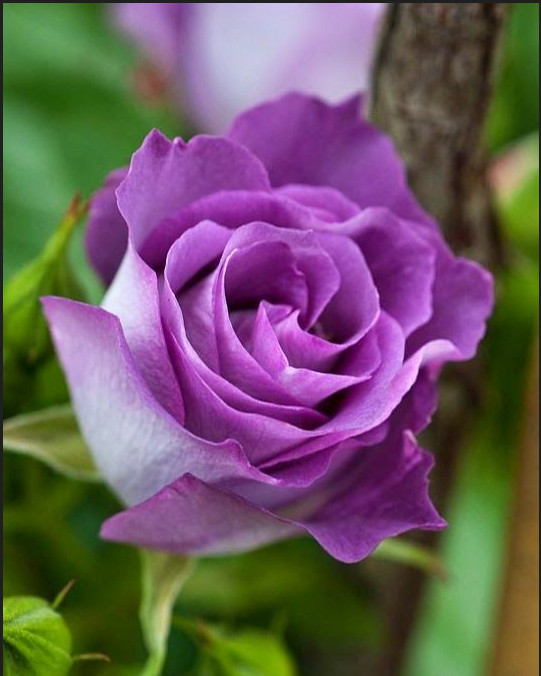 30+ Seeds| Light Purple Perennial Flower Rose Seeds #1084