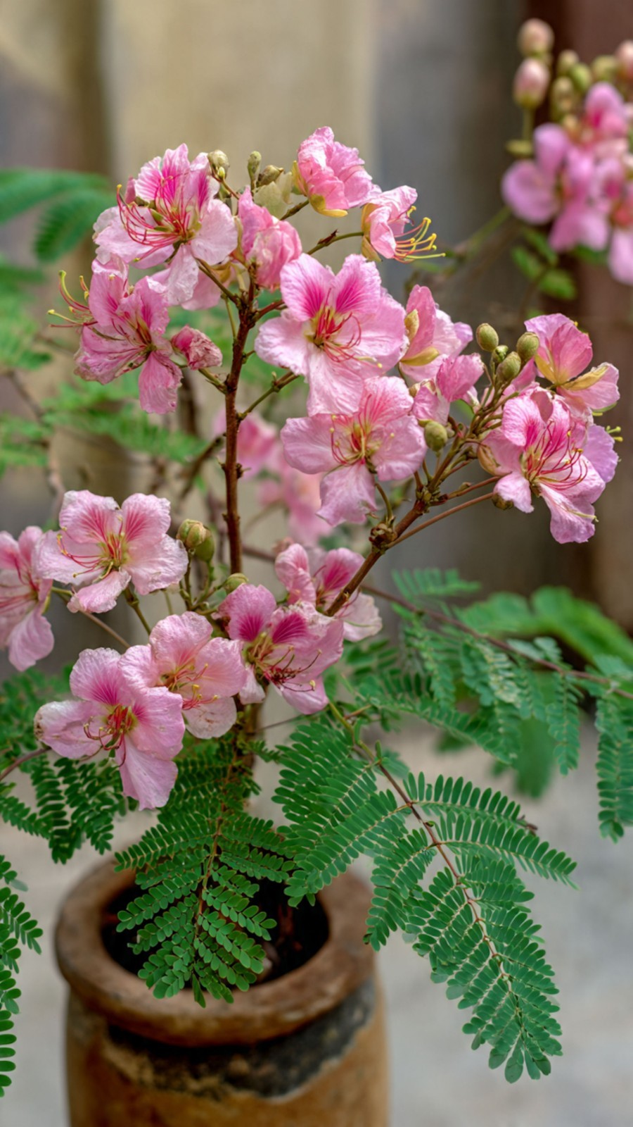 5 All Natural Tropical Pink Peacock Flower Seeds-Caesalpinia