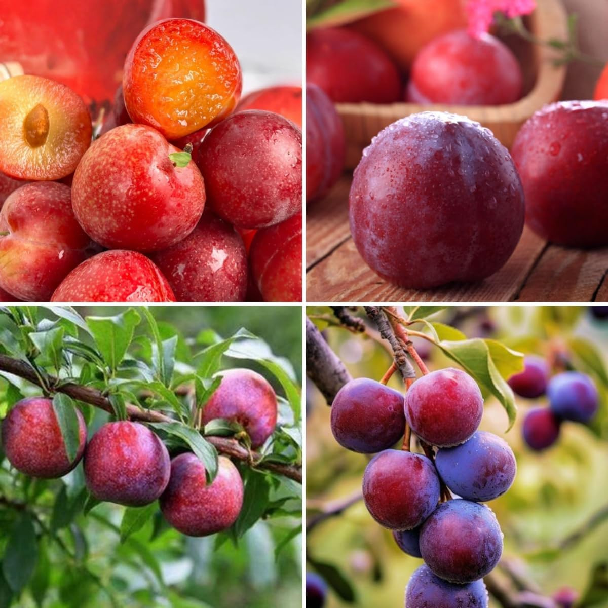 Plum Tree Seeds 150Pcs – Non-Gmo Heirloom Fruit Tree, Sweet Juicy Fruits & High