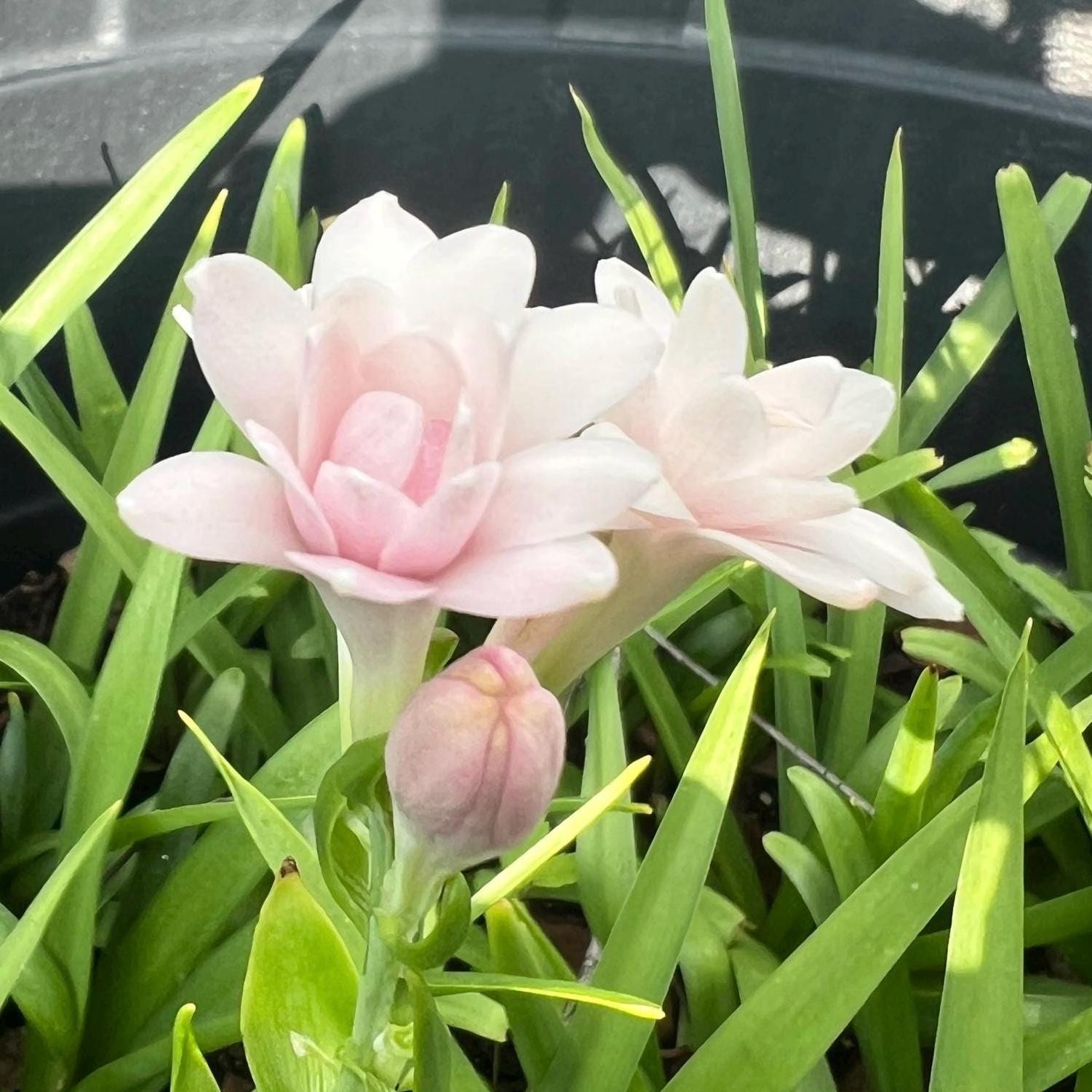 PINK PARFAIT Double Polianthes Tuberose Bulbs – Top Size – US Seller