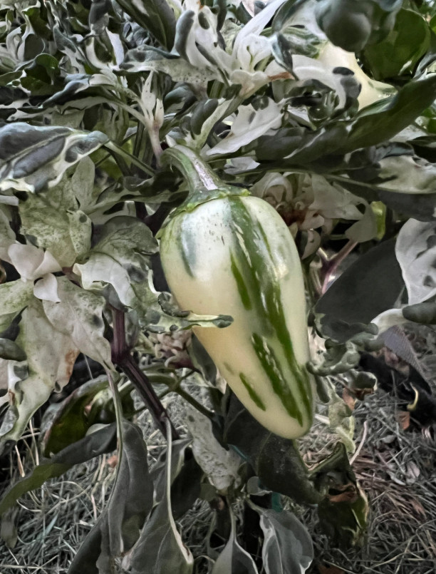 Mattapeño Variegated Jalapeño Pepper Seeds