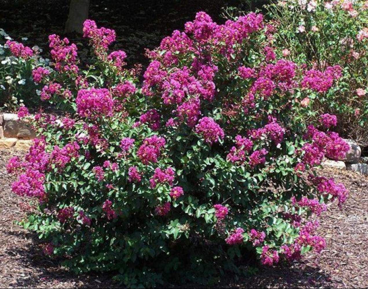 Purple Velvet Crape Myrtle: Dark Purple Flowers with a Distinct Fuchsia Underton
